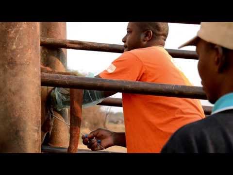 , title : 'Češi učí Zambijce umělou inseminaci krav'