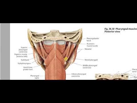 Pharynx intro 10