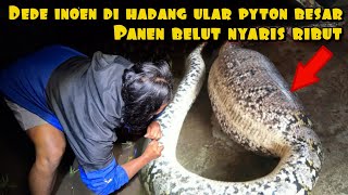 Download lagu DEDE INOEN'S NIGHT IN THE BIG PYTON SNAKE mp3 Download lagu DEDE INOEN'S NIGHT IN THE BIG PYTON SNAKE mp3