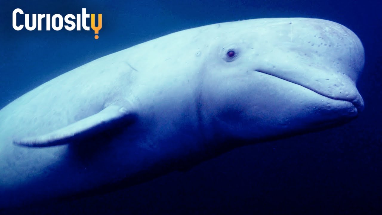 Why Beluga Whales May Be In Danger | Animal Tales