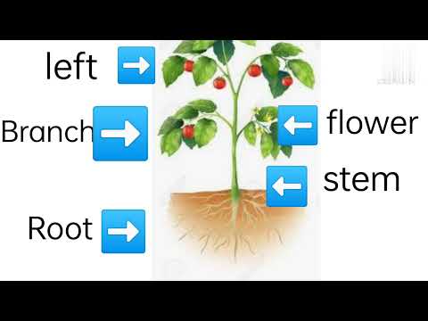 # mahanaz n ailza world part of a plant