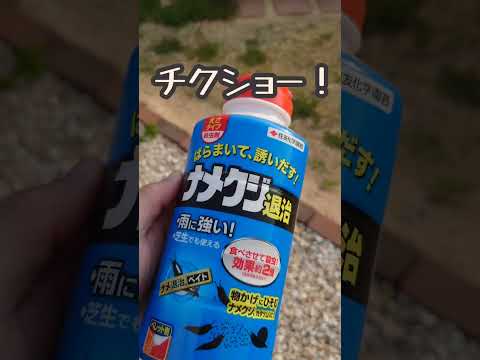 イチゴを移植する時期と方法は？収穫を最適化する移植システム  庭園