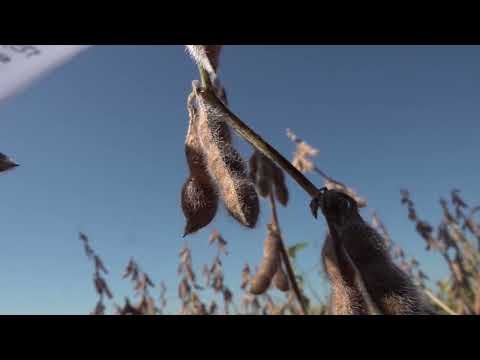 Jornada cultivo de soja en Freyre (Córdoba) / RECSO