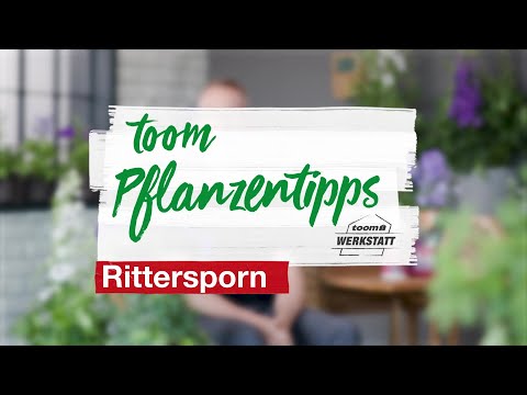 toom Pflanzentipps: Rittersporn | toom Baumarkt