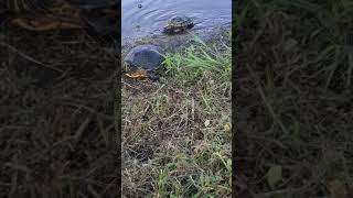 Alligator Snapping Turtle Reptiles Videos