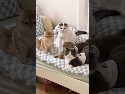 This Cat Learned the Hard Way! 😳😿 #catlove #shorts #trending #ytshorts #viral #cute #cat