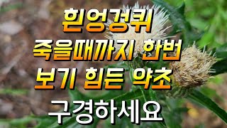 귀한 약초 흰 엉겅퀴 이식물은 죽을때까지 한번 보기 힘듭니다