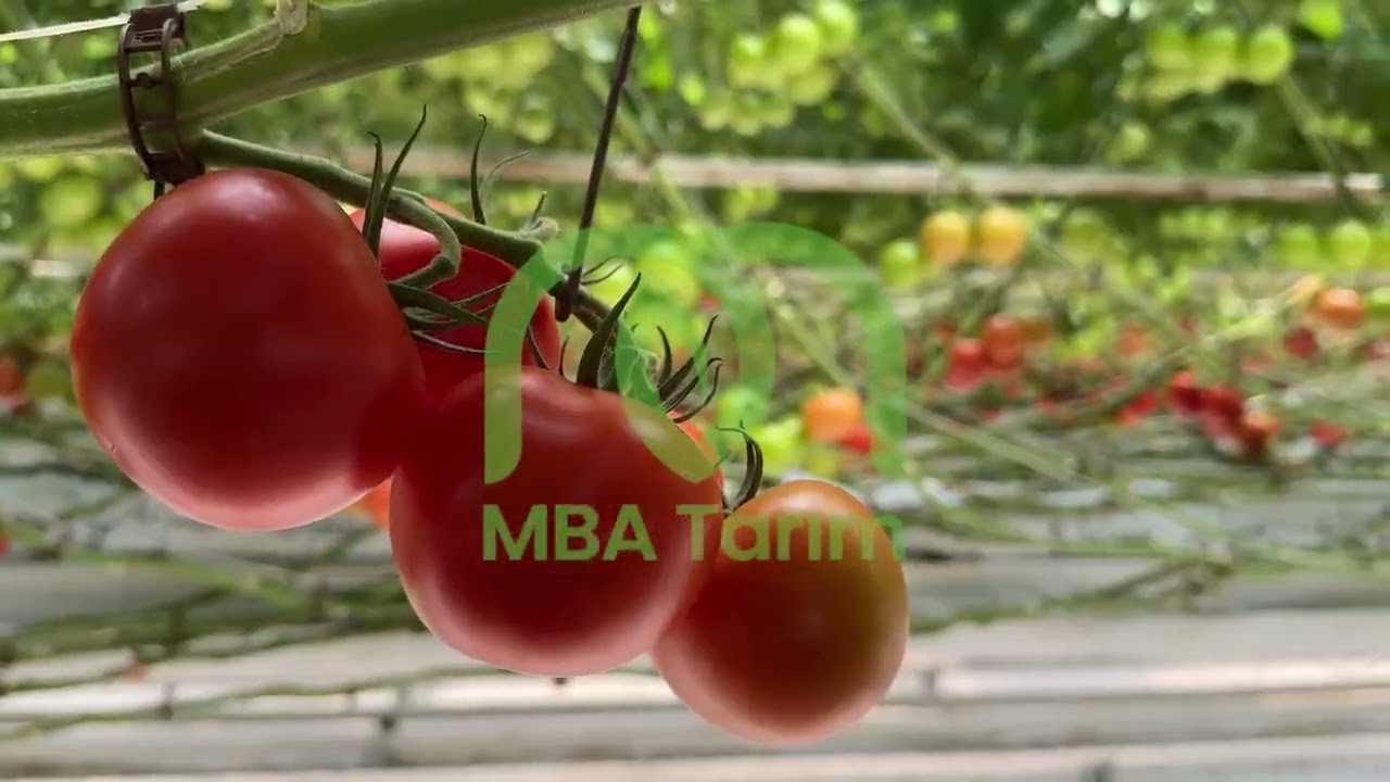 Domates Serası Kapak