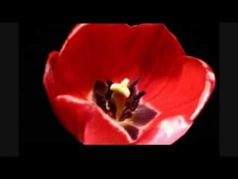 TRIBUTO A ZAPPA ~ BONNEN - WATERMELON IN EASTER HAY