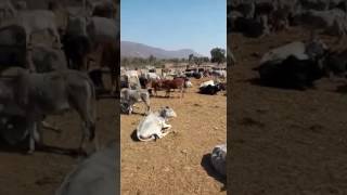 Bole lalithamba Maiya ki Jai Mata Ki Jai Sache Darbar ki Jai