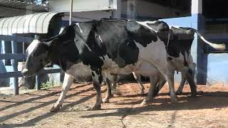 Vídeo 192 - 1ª ETAPA MEGA LIQUIDAÇÃO TOTAL AGROPECUÁRIA MARAJOARA - DIA 4 | GADO GIROLANDO E HOLANDÊS
