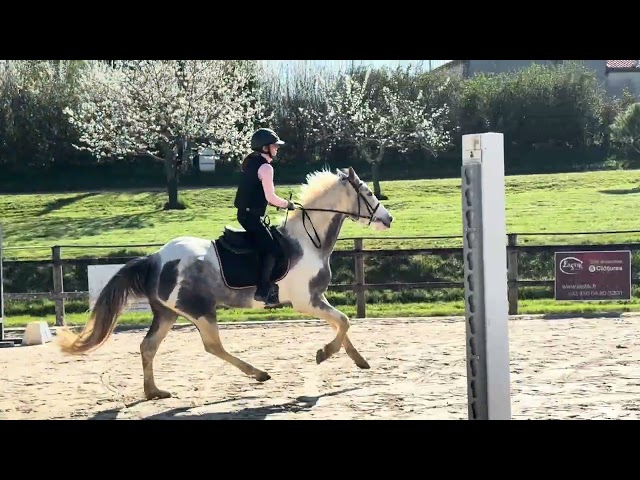 Jeune jument de CSO/CCE pie grise