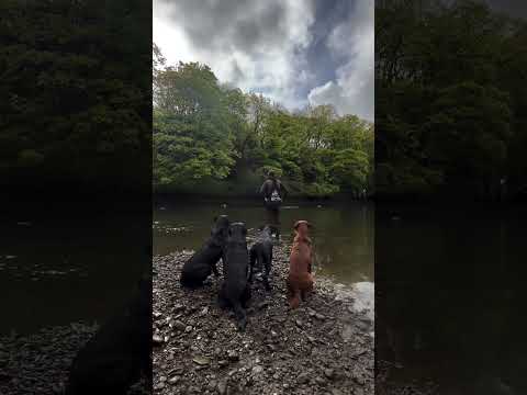 Animal 🦮💕 #animals #dog #dogslife #doglover #foryou