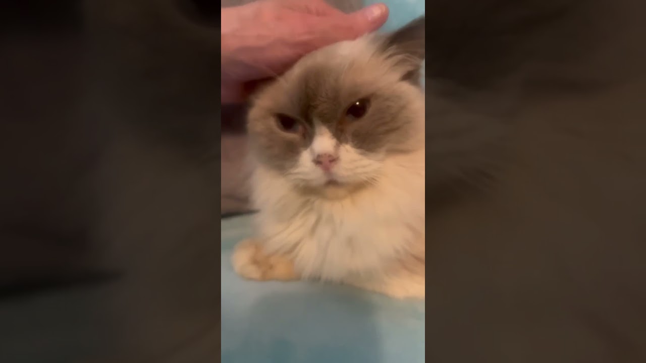 Enlarge Dan The Man, a Adoptable Ragdoll in Ennis, TX video 2/4