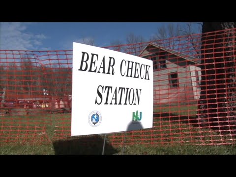 NJ Newton Sussex County’s Black Bear Hunt Resumes