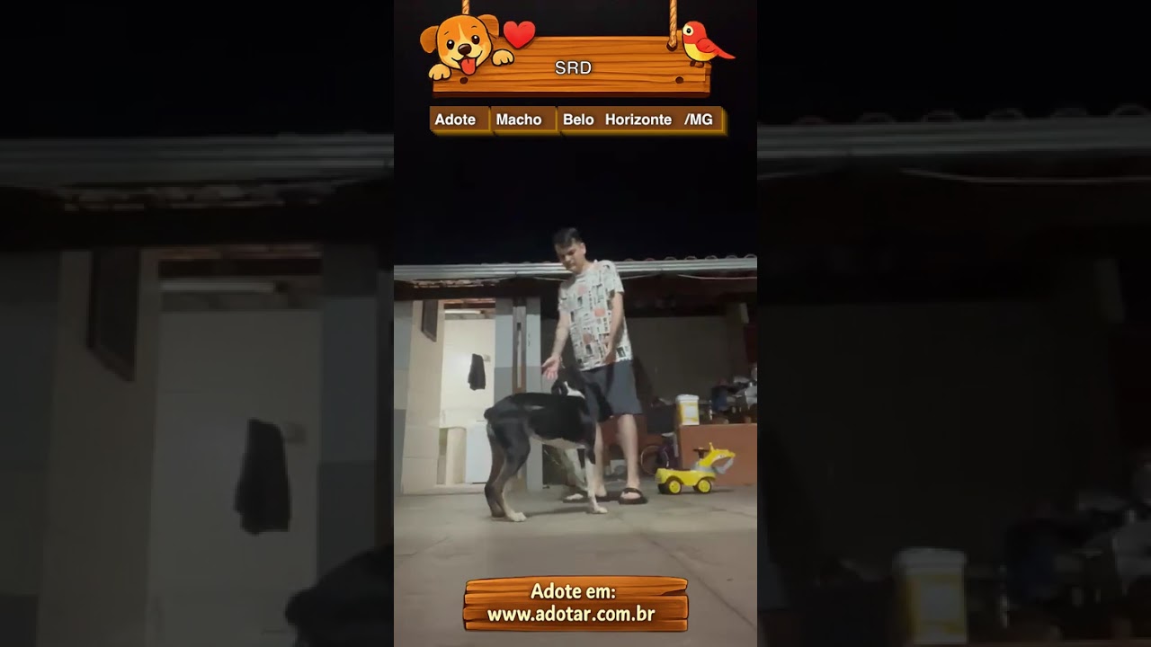 Cachorro raça SRD-ViraLata idade 2 a 6 meses nome SRD