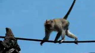 Monkey on a Wire