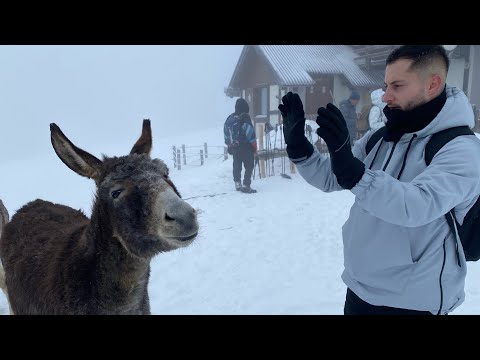 Hiking Cabana Piatra Mare ( Timişul de Jos )