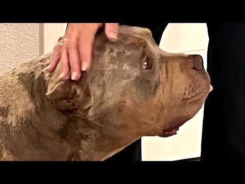Dog can only make right turns due to unusual condition