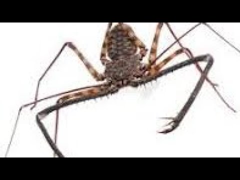 Mega Shark vs Kolossus (read on desc)