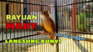 Download lagu RAYUAN TERAPI CUCAK JENGGOT YANG MALAS BUNYI, PASTI NYAUT BUNYI mp3