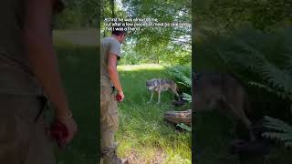 From Enmity to Friendship How a Farmer Tamed a She Wolf Who Attacked His Cow #shorts