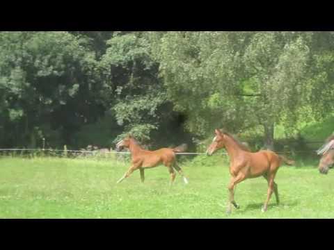 Joleene by Quibery-Lord Z-Fasolt, *2016, 10 weeks old