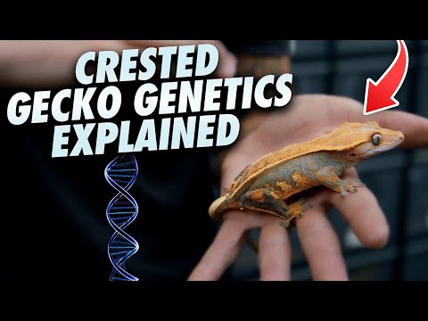 Reptile Genetics For Dummies!