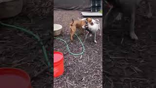 Video preview image #1 American Bulldog-Unknown Mix Puppy For Sale in Decatur, GA, USA