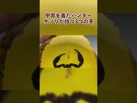 デビルフィッシュ (Pterois antenta)