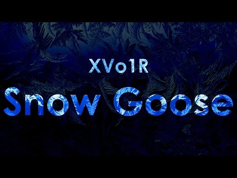 XVo1R - Snow Goose