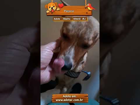 Vídeo de Paçoca