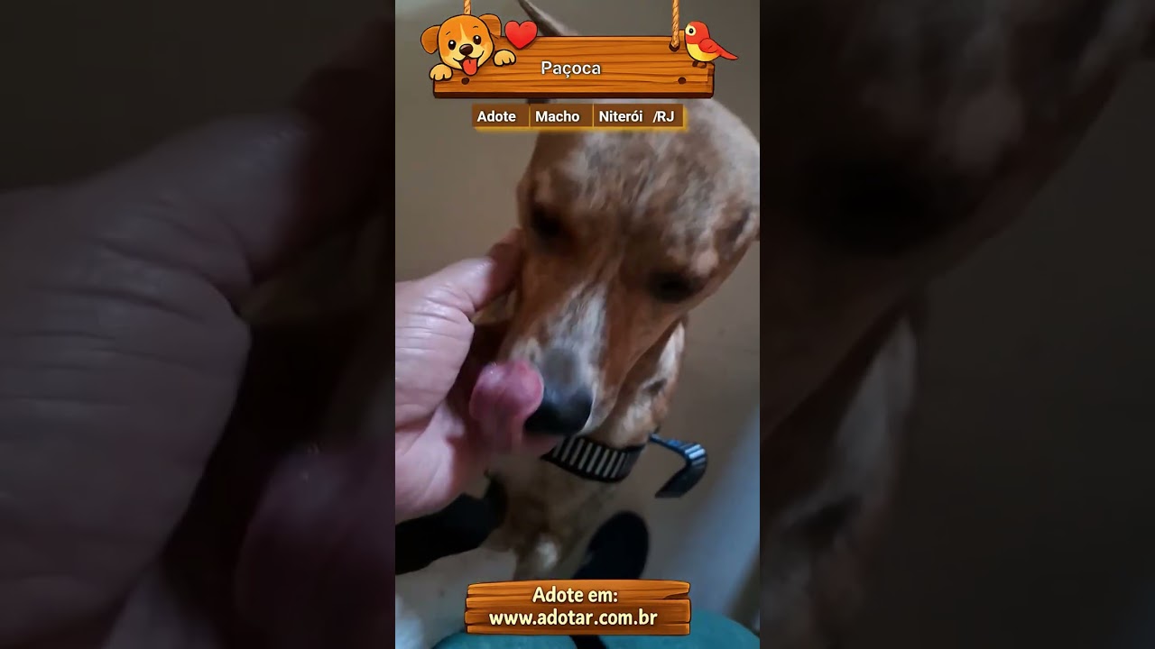 Cachorro raça SRD-ViraLata idade 4 anos nome Paçoca
