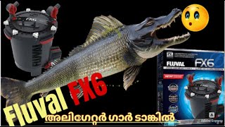 ഒരു അഡാർ item💥Fluval F6 for Alligator Gar Tank