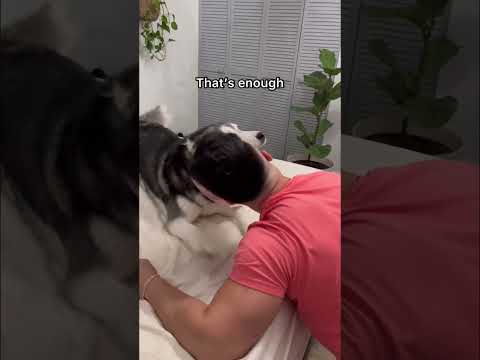 My Husky Says “I love you” PERFECTLY! 😍👀