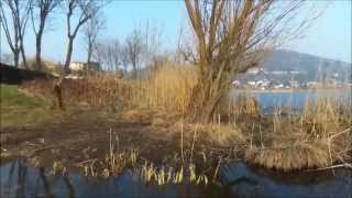 preview picture of video 'Bebop Parrot sulle rive del Lago di Montorfano  MGdroneFly '