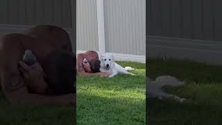 Video preview image #1 Great Pyrenees Puppy For Sale in MIDWAY, UT, USA