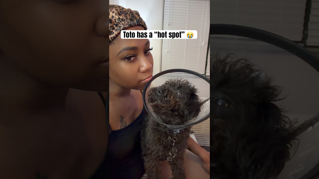 He’s seeing the vet tomorrow but I feel so bad for my baby 😢🥺 #rescuedog #dogshorts #dogmom