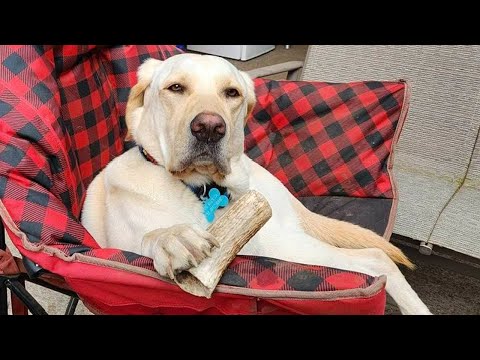 Les chiens rigolos vous feront sourire jusqu'aux oreilles