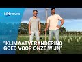 Wild plan wordt witte wijn: deze vrienden richten een eigen wijngaard op