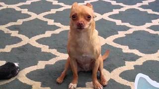 Chihuahua goes crazy when you say diarrhea