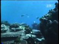Crocodile Hunter Sharks Outside The Cage Part 3