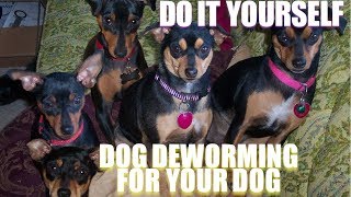 Do it yourself deworming for your dog