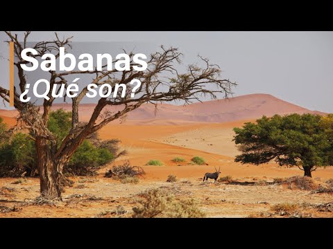 Sabanas (ecosistema) | QUÉ SON, CARACTERÍSTICAS, FLORA & FAUNA