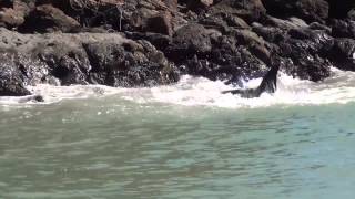 Desperate pilot whales attempt to escape captivity in Taiji, Japan