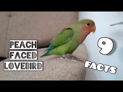 PEACH FACED LOVEBIRD: Facts and  mutations