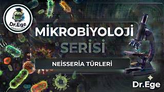 Kahve Çekirdeği Görünümlü Belalar | 5 Dakikada Neisseria Türleri 🦠