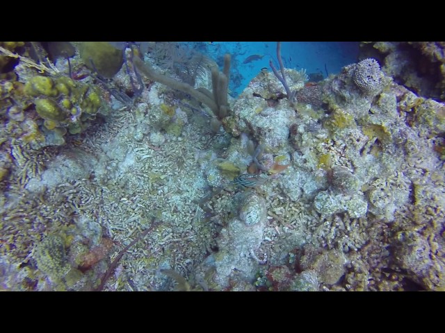 Scuba Diving in Belize 2017 - Lighthouse Reef