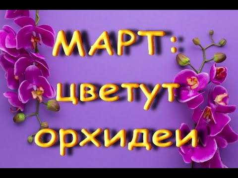 КРАСИВЕЙШИЕ орхидеи,ЦВЕТУЩИЕ в МАРТЕ.Пелоричность.Спонтанная мутация.Что цветет в марте.