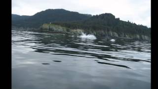 preview picture of video 'Manns Charter Service, Homer Alaska'